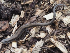 Elgaria coerulea coerulea