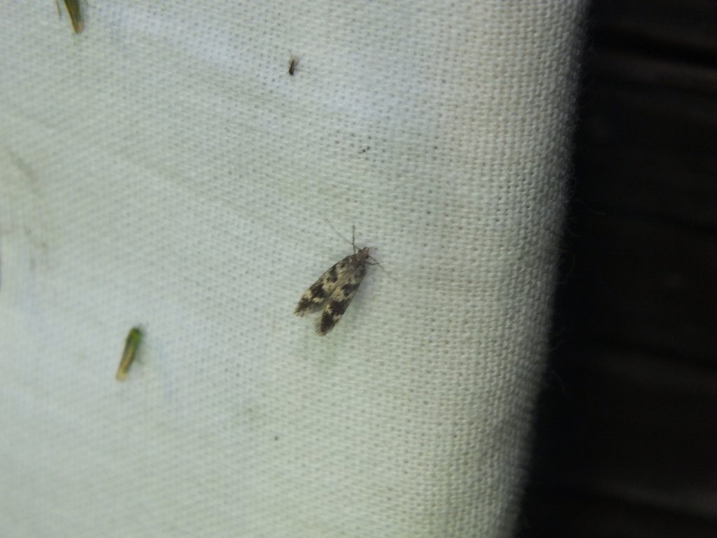 Caryocolum signatella
