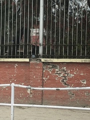 Funambulus pennantii
