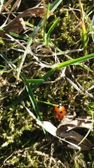 Coccinella septempunctata