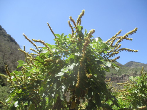 caudata · iNaturalist