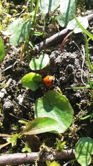 Coccinella septempunctata