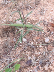 Raphionacme velutina