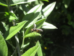 Physocephala biguttata