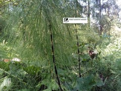 Equisetum telmateia telmateia