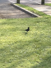 Turdus merula