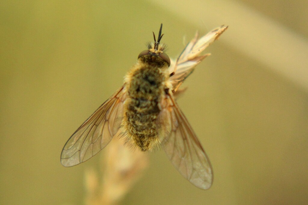 Bombylisoma