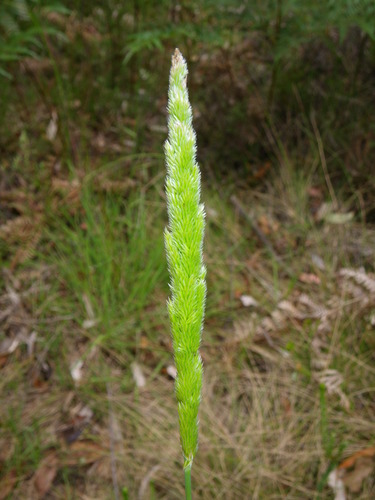 Calamagrostis imbricata