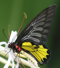 Troides minos