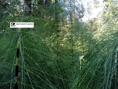 Equisetum telmateia telmateia