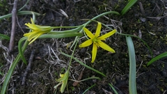 Gagea lutea