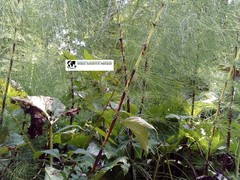 Equisetum telmateia telmateia