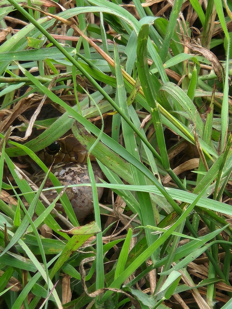 Papuan Whipsnake from South Alligator, AU-NT, AU on February 7, 2024 at ...