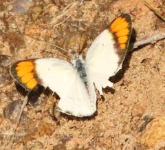Colotis etrida