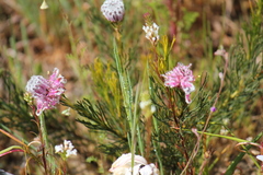 Serruria furcellata