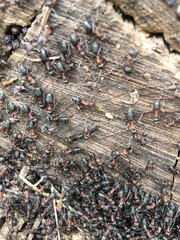 Formica polyctena × rufa