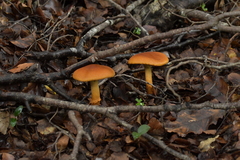 Cortinarius castoreus
