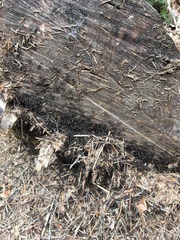 Formica polyctena × rufa