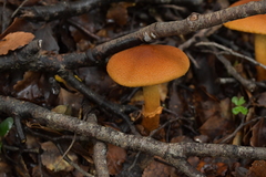 Cortinarius castoreus