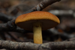 Cortinarius castoreus