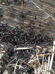 Formica polyctena × rufa
