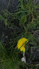 Taraxacum