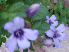 Dyschoriste thunbergiiflora