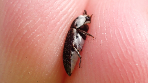 Frisch's carpet beetle