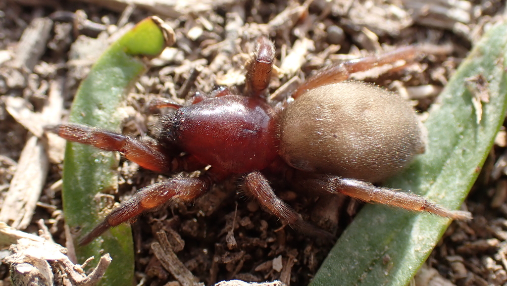 Scotophaeus validus