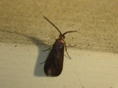 Adela caeruleella