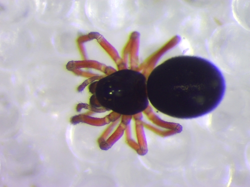 Mecopisthes crassirostris