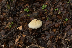 Austroboletus niveus
