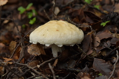 Austroboletus niveus