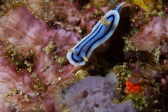 Chromodoris