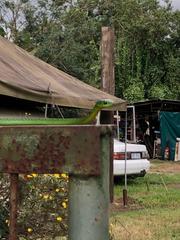 Philothamnus natalensis