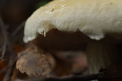 Austroboletus niveus