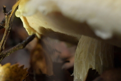 Austroboletus niveus