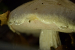 Austroboletus niveus