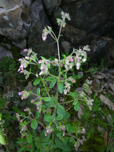 Image of Blumea axillaris by (c) Lachlan Copeland, some rights reserved (CC BY-SA)