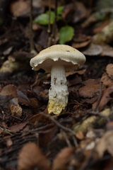 Austroboletus niveus