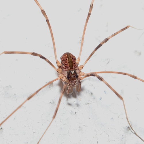 Dicranopalpus pulchellus