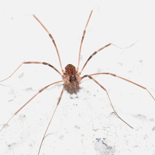 Dicranopalpus pulchellus