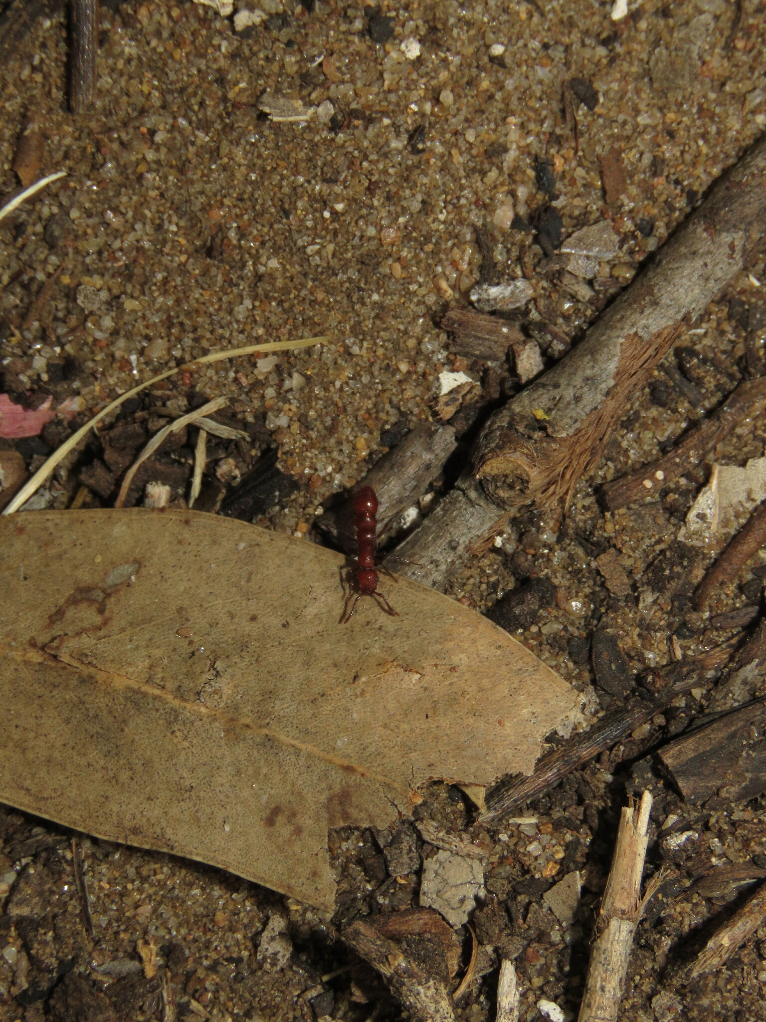 Lioponera clarki