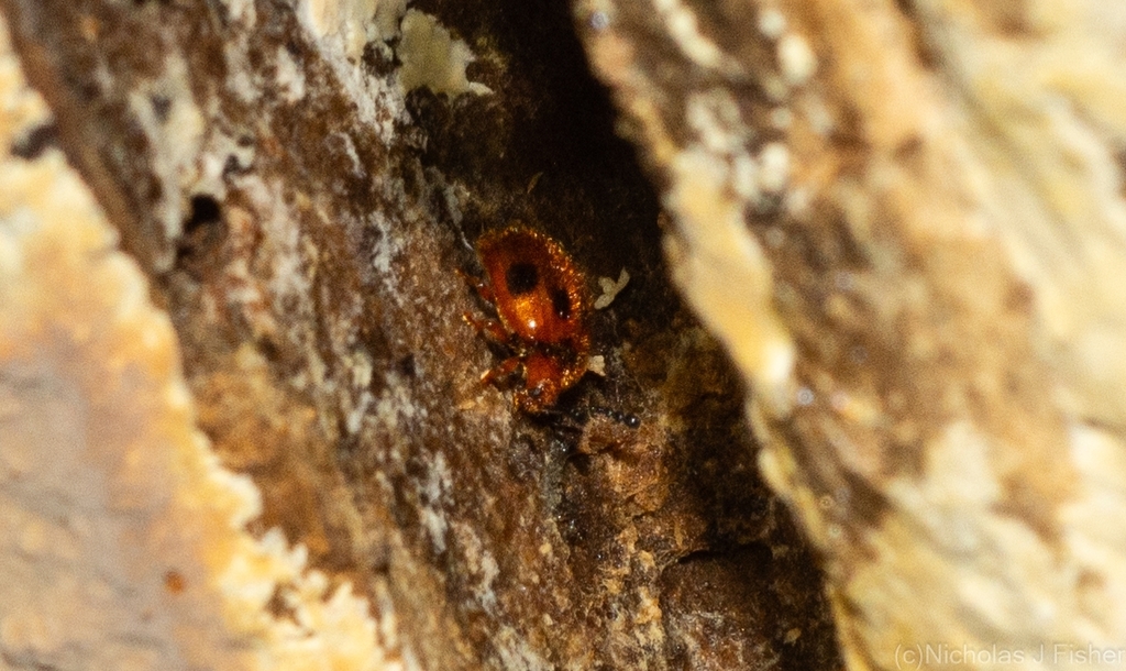 Stenotarsus quinarius from Tamborine Mountain QLD 4272, Australia on