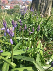 Hyacinthoides
