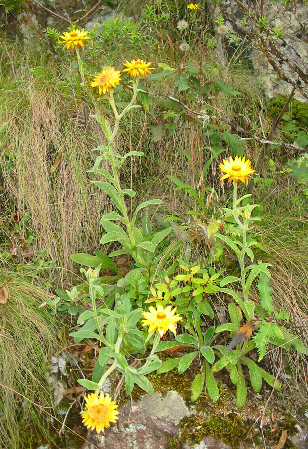 Xerochrysum berarngutta