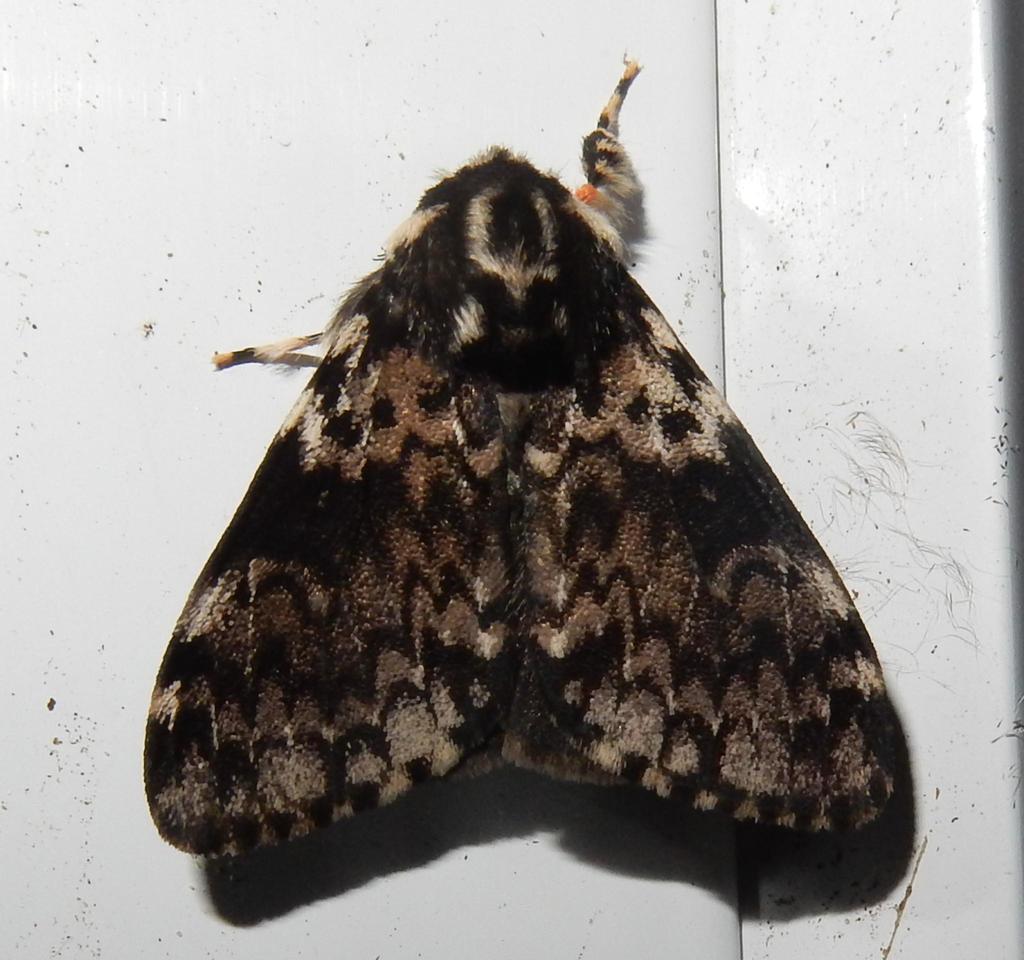 Rhypopteryx kettlewelli