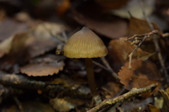 Entoloma aromaticum