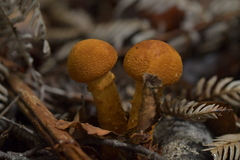 Cortinarius castoreus