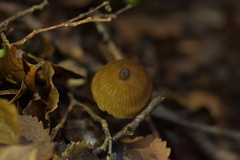 Entoloma aromaticum